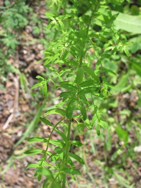 Hypericum perforatum (Erba di S. Giovanni comune)